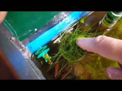 Видео: Мой домашний аквариум 300 литров.Состояние 20.07.2023 год
