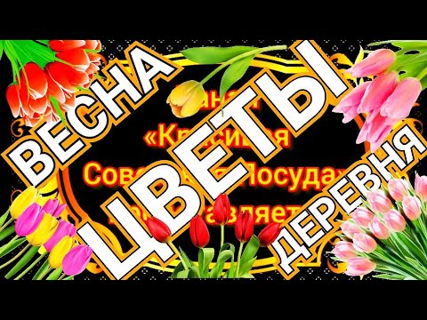 Видео: #6 Посуда моих зрителей — Чайные сервизы Дулёво Довбыш Песочное Весна Цветы Деревня Фарфор СССР