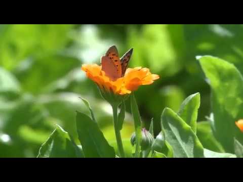 Видео: Сбор лекарственных растений