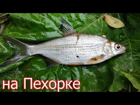 Видео: 2. Рыбалка на реке Пехорке, Люберцы, Ловля на боковой Кивок. Подводная съёмка. Подмосковье. Fishing