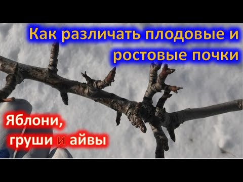 Видео: как РАЗЛИЧАТЬ ПЛОДОВУЮ и ростовую ПОЧКУ у ЯБЛОНИ, груши, айвы