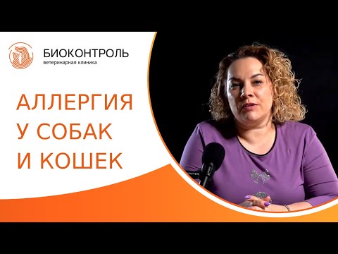 Видео: 🐶 Аллергия у собак и кошек: симптомы, методы диагностики и лечение. Аллергия у собак и кошек. 18+