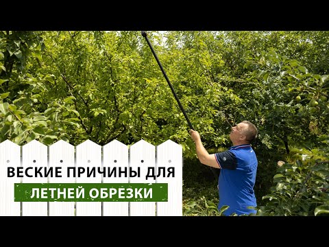 Видео: КОМУ и ДЛЯ ЧЕГО может быть полезна ЛЕТНЯЯ ОБРЕЗКА плодовых деревьев?
