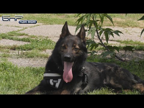 Видео: Полицейското куче Кай - героят спасил възрастна жена край село Водна