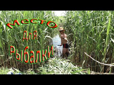 Видео: место для рыбалки в камышах