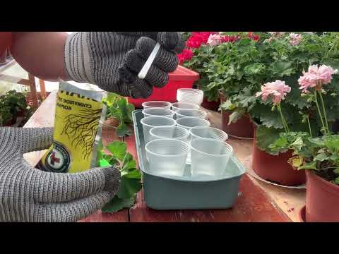Видео: #21.УКОРІНЕННЯ  пеларгоній ,СЕКРЕТНИЙ ІНГРЕДІЄНТ 🔥.Частина 2 продовження
