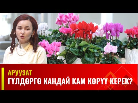 Видео: Гүлдөргө кандай кам көрүү керек? | Аруузат