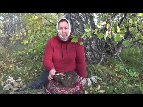 Видео: КУПЕНА ЛЕКАРСТВЕННАЯ || Польза и применение