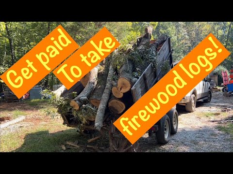 Видео: Они платят за то, чтобы вывезти хорошие дрова!