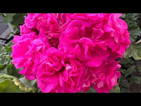 Видео: Пеларгонии укоренение в жару ☀️
