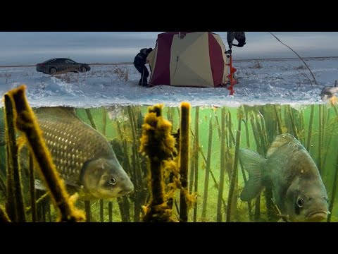 Видео: СРЕДИ ЗАРОСЛЕЙ КАМЫША ТОННЫ КАРАСЕЙ! КЛЮЕТ ЕЩЕ КАК! Даже самому не верится! Зимняя рыбалка.