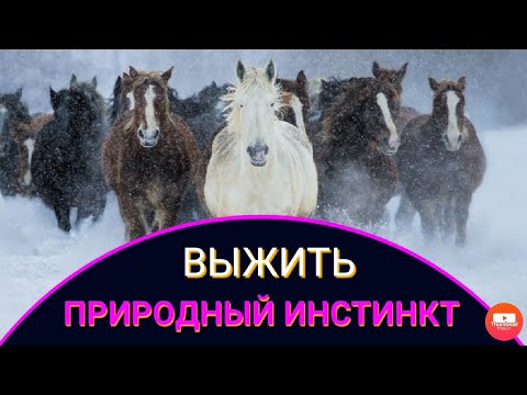 Видео: Лошади на тебенёвке. Как выживают зимой