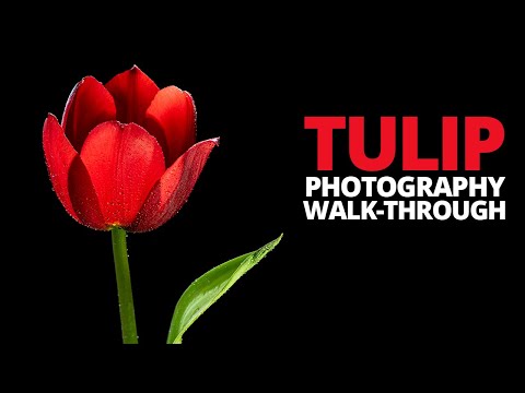 Видео: 🌷 Простая фотография цветов, шаг за шагом.