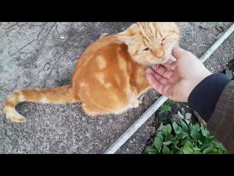 Видео: Трішки очуняла. ...І на город)))