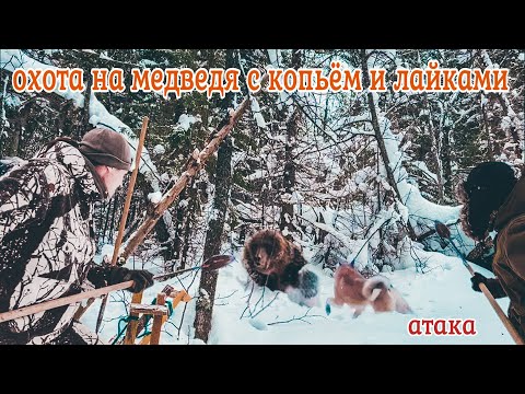 Видео: Опасная охота с копьем и лайками на медведя