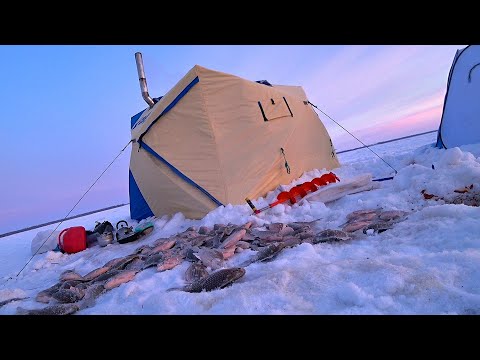 Видео: ПЕРЕЕХАЛ и ОПУСТИЛ КАМЕРУ а ТАМ РЫБЫ? КАМЫШИ заходили ХОДУНОМ от НИХ! СЫН ПОПАЛ на БЕШЕНЫЙ КЛЁВ