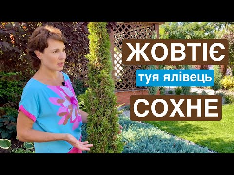 Видео: Чому жовтіє сохне ТУЯ ялівець ? 