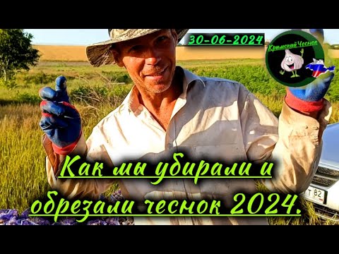 Видео: Как мы копали и резали чеснок. 2024год