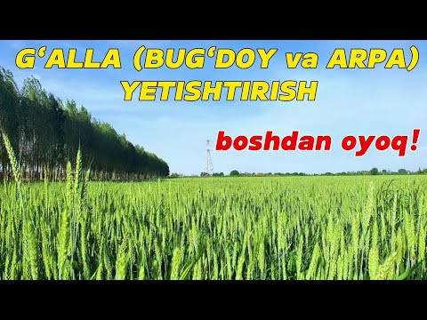 Видео: G‘ALLA (BUG‘DOY va ARPA) YETISHTIRISH. Boshidan-oxirigacha! ҒАЛЛА ЕТИШТИРИШ.