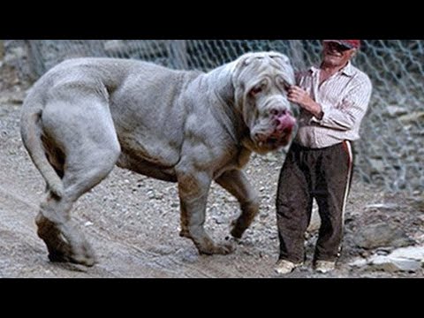 Видео: 10 самых тяжелых, больших и массивных собак в мире