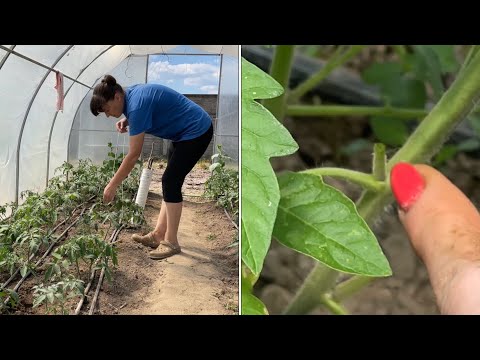 Видео: Первый уход за ПОМИДОРАМИ после высадки