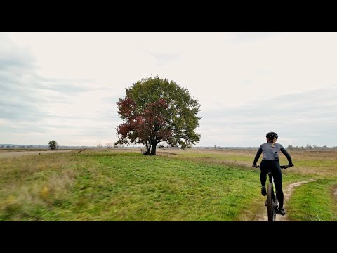 Видео: Курасани з алабаями
