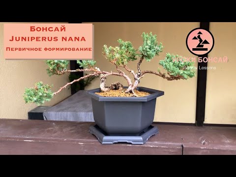 Видео: Первичное формирование бонсай. Бонсай из можжевельника. Bonsai Juniperus Pruning