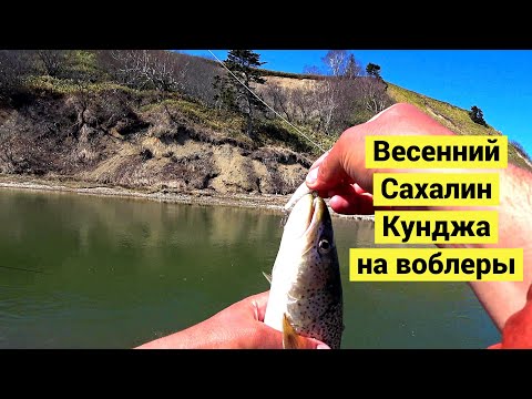 Видео: Весенний Сахалин. Кунджа на воблеры