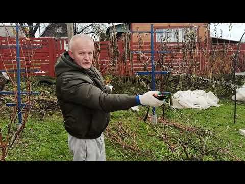 Видео: Пошаговая обрезка винограда для плодоношения.