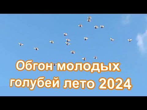 Видео: Обгон молодых голубей - длинные вертуны, жёлтые белобокие, Измаильские турманы.