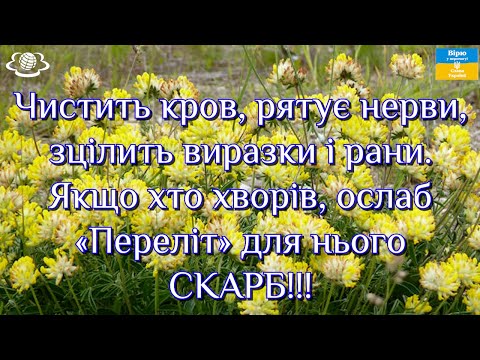 Видео: Чистить кров, рятує нерви, зцілить виразки. Якщо хто хворів, ослаб «Переліт» для нього  СКАРБ!!!