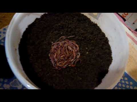 Видео: Дендробена. Формирование молодого маточника. Часть 2.