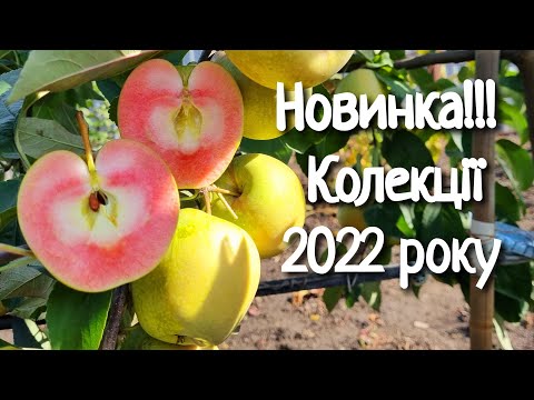 Видео: Яблоня Хідден Роуз /Apple Hidden Rose
