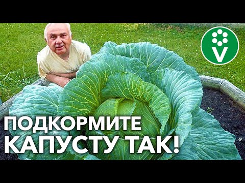 Видео: КАПУСТА ЗАВЯЖЕТ ВСЕ КОЧАНЫ И ОШЕЛОМИТ РАЗМЕРОМ! Что нужно капусте в августе: подкормка и полив