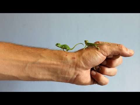 Видео: Самые Маленькие Животные в Мире! (позвоночные)