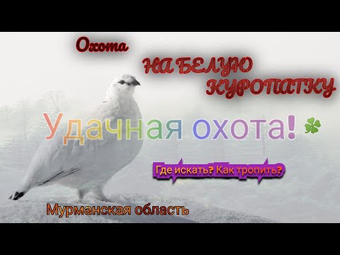 Видео: БЕЛАЯ КУРОПАТКА! Удачная ОХОТА! Смотреть до конца))! 13.02.21г.