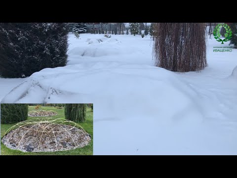 Видео: Розы укрыты полностью. Сроки и основные моменты. Питомник 🌹 и 🌲 Е. Иващенко