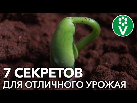 Видео: ФАСОЛЬ СПАРЖЕВАЯ, ВЬЮЩАЯСЯ, СТРУЧКОВАЯ: все секреты посадки для большого урожая!