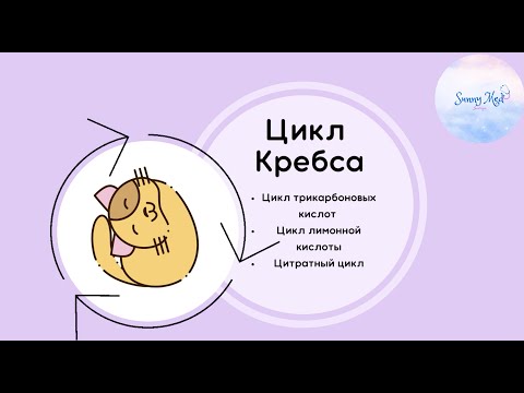 Видео: Цикл Кребса: Общее понимание и Последовательность реакций