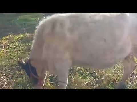 Видео: Сатылды