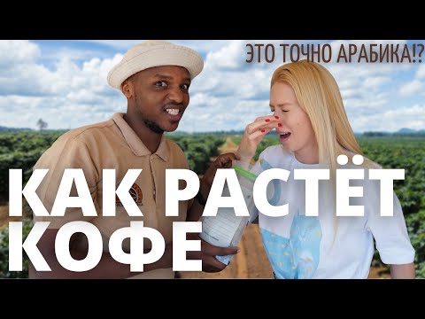 Видео: Как растет кенийский кофе | Африка | Кофейная плантация в Найроби