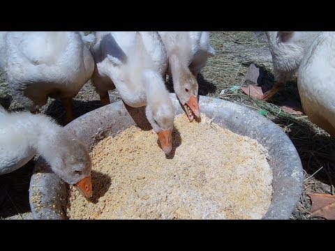 Видео: Гуси Датский Легарт / День 30 вес 3.2 кг