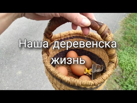 Видео: Из жизни курятника и не только. Франция. Вне системы.