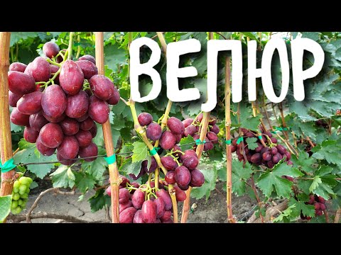 Видео: ВЕЛЮР. Гибридная форма, покорившая всех!