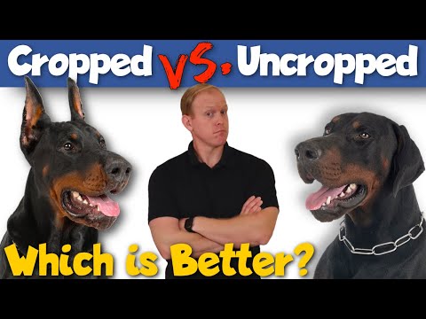 Видео: Купированные уши против естественных: что лучше?