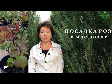 Видео: ПОСАДКА РОЗ в МАЕ-ИЮНЕ. Отличия от ранней посадки