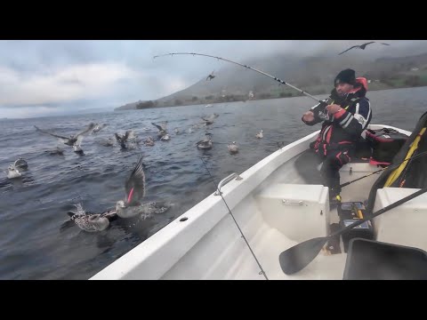 Видео: Рыбалка после шторма Эми! БЕШЕНЫЕ ЧАЙКИ! Ловля с лодки в Норвегии в октябре 2025 