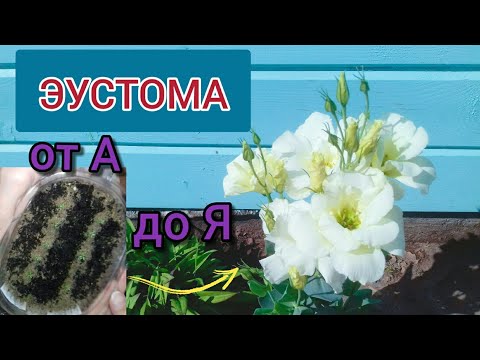Видео: Эустома ( Лизиантус ) от А до Я . Ирландская роза от посева до цветения. Как  я выращивала её