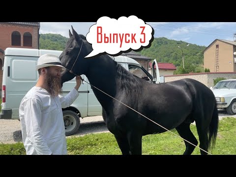 Видео: Нашли и Купили лошадей на Кавказе. Выпуск 3 | Александр Обжерин