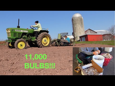 Видео: Как посадить чеснок в ОГРОМНОМ саду!!!